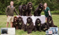 Couple With 9 Newfoundland Dogs Plan Calendar Photo Shoot Every Year—The Results Are Adorable