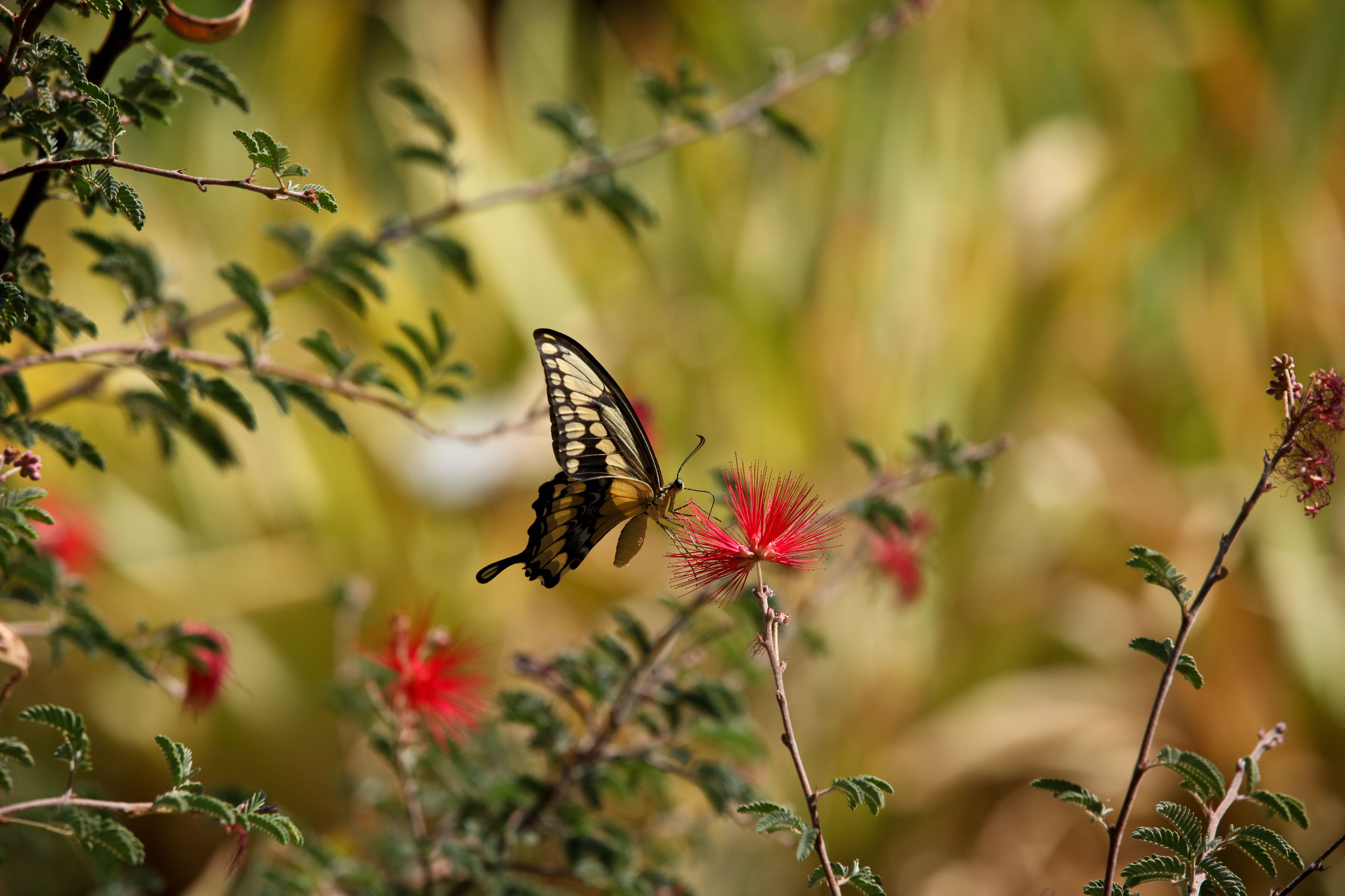 Giant Swallowtail at Tucson Botanical Gardens, Arizona