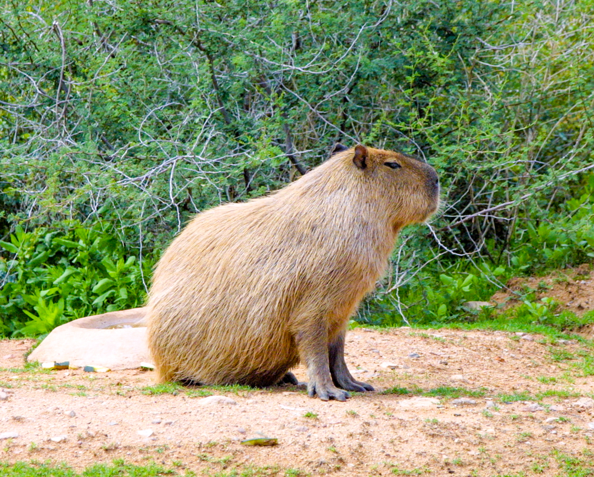 Have you ever seen a Capybara?