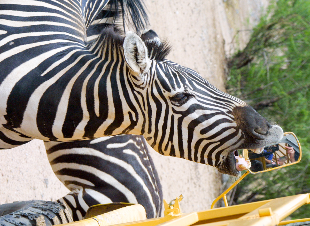 A zebra demanding a treat from our tour guide.