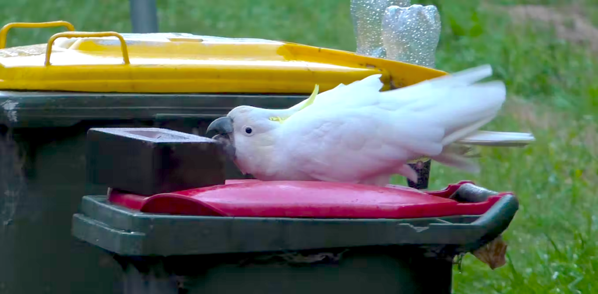 A hungry cockatoo pushes a brick off a bin lid, possibly socially learnt from its bird buddies. (Courtesy of Barbara Klump and John Martin)