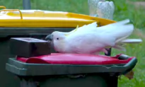 Australian Cockatoos Overcome All Odds to Bust Into Bins