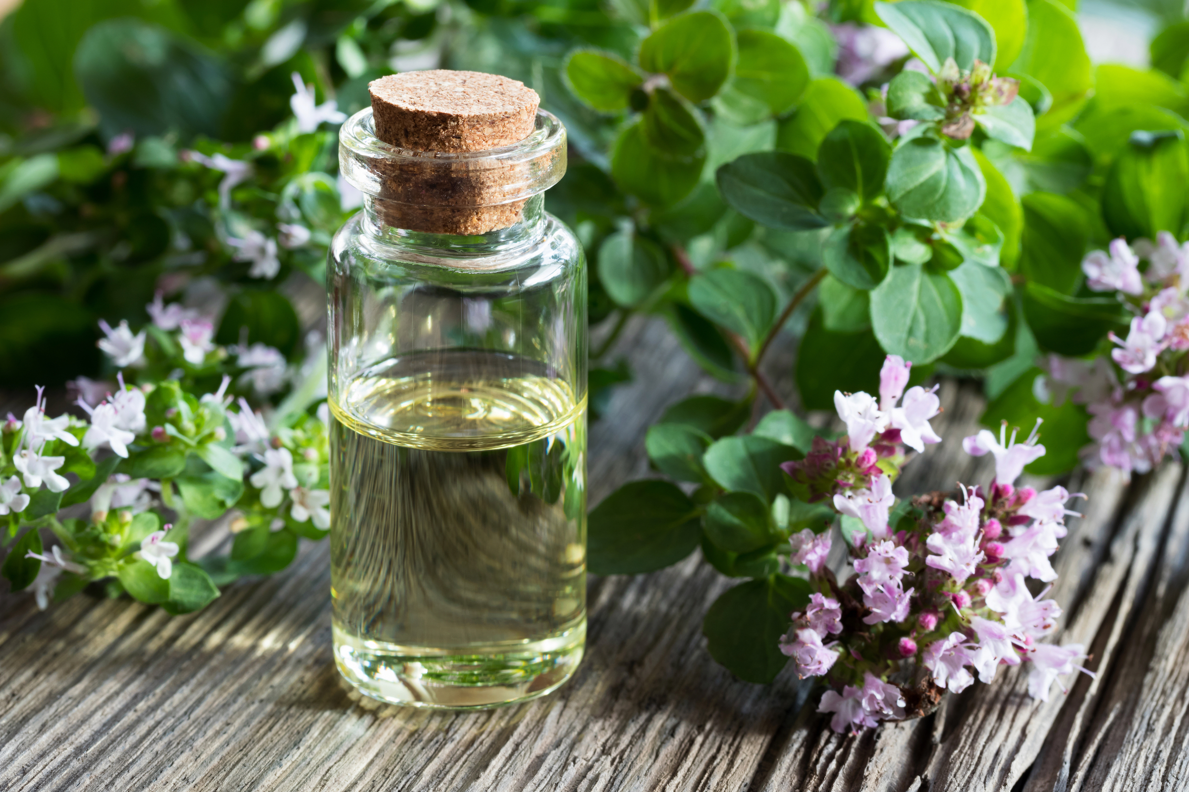 This Herb Can Do Wonders for Your Immune System - Vimarsana News