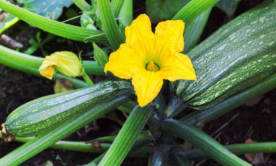 Zucchini plants can grow in nearly every climate during the warm summer months. (romiri/Shutterstock)
