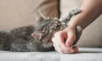 How to Stop a Cat From Biting