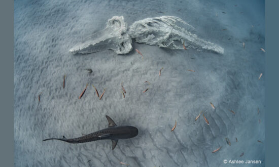 Australian Geographic Nature Photographer of the Year 2022 Winners Released—Contemplate Circle of Life and Death