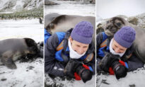 VIDEO: Adorable Elephant Seals Seen Giving Big Hug to Photographer on Expedition in South America