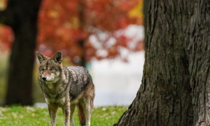 A coyote walks through Coronation Park in Toronto on November 3, 2021. (The Canadian Press/Evan Buhler)