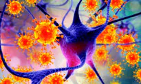A Sinister Trick Aids Herpes’ Commute into the Nervous System