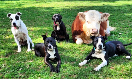 Mini Bull Rejected by His Herd Finds a New Family—a Pack of Dogs: 'He Acts Just Like Them'