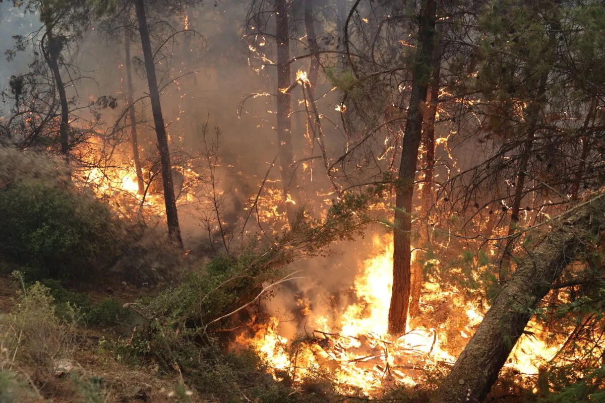Trees burning as a wildfire broke out in Mugla Province, Turkey, on July 13, 2022. (Adem Altan/AFP via Getty Images)