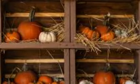 Early Pumpkins