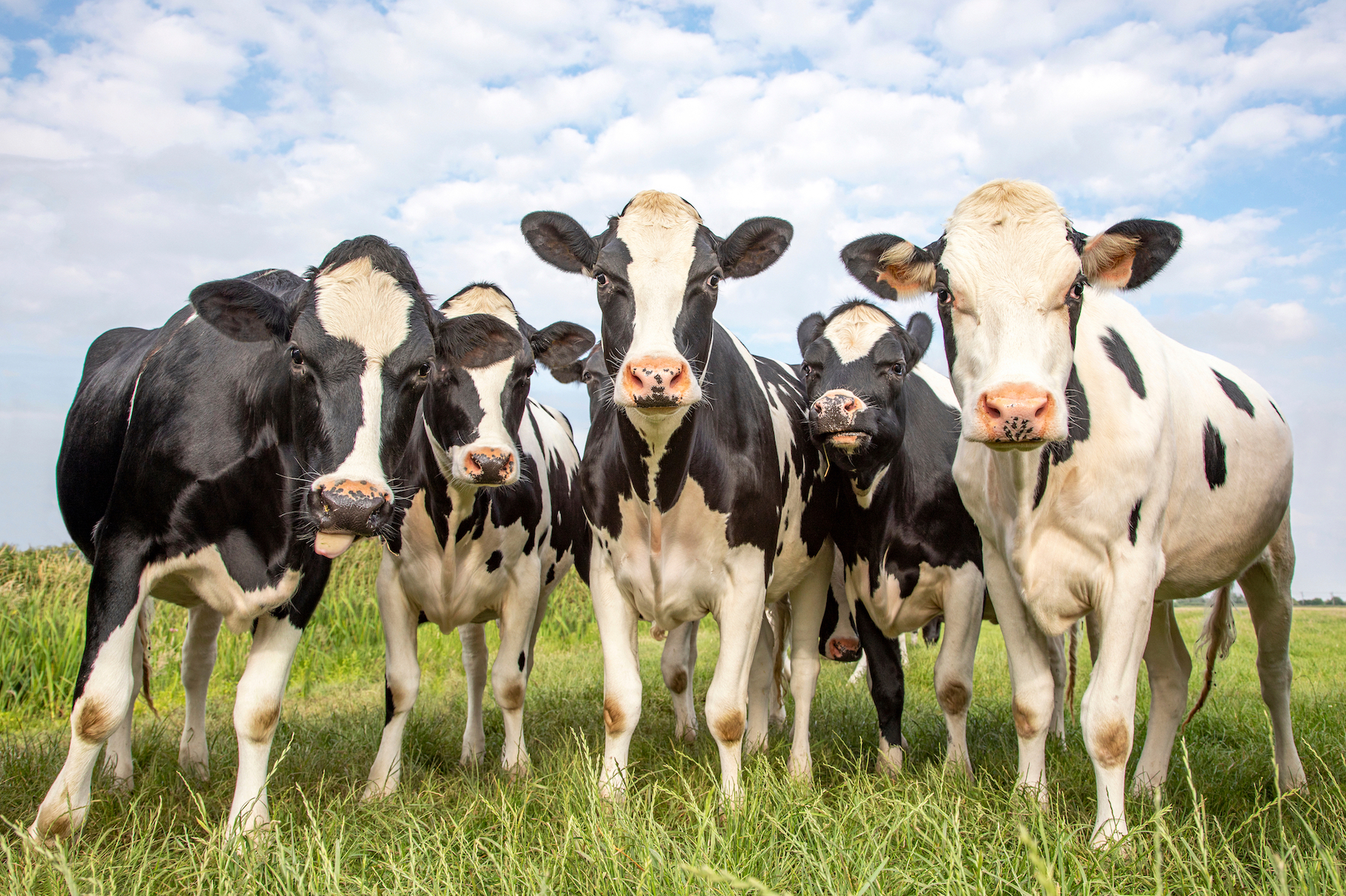 Warning: Gene-Edited Meat Products Coming to Supermarkets Near You - Vimarsana News