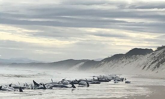 Rescuers Save 32 Whales From Mass Stranding in Tasmania