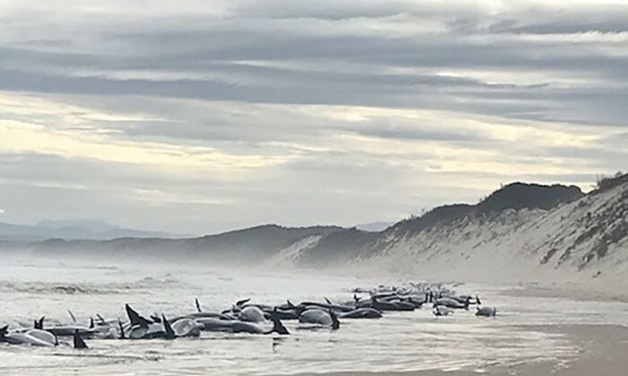 A supplied image shows whales stranded at Macquarie Harbour in Strahan, Tasmania, Wednesday, September 21, 2022. Almost 200 stranded whales have died on Tasmania's west coast as rescue efforts continue for 35 survivors. (AAP Image/Supplied by Huon Aquaculture/Linton Kringle) 