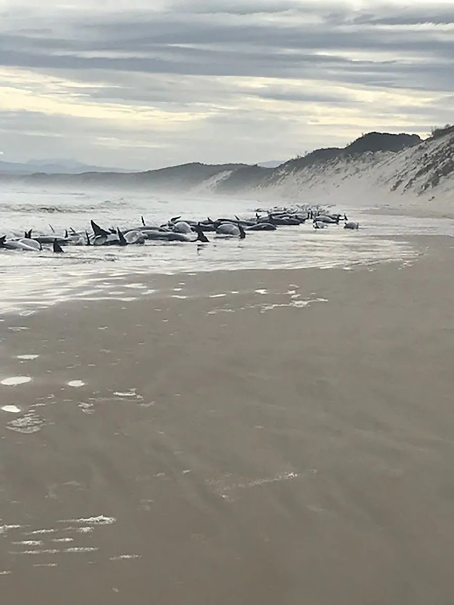 A supplied image shows whales stranded at Macquarie Harbour in Strahan, Tasmania, Wednesday, September 21, 2022. Almost 200 stranded whales have died on Tasmania's west coast as rescue efforts continue for 35 survivors. (AAP Image/Supplied by Huon Aquaculture/Linton Kringle) 