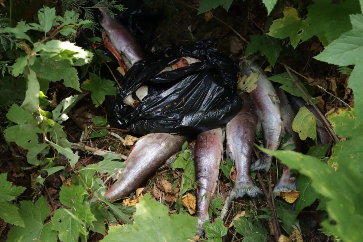 Sockeye salmon carcasses are shown discarded along the shores of the Fraser River in B.C. in this undated handout photo. (The Canadian Press/HO, Rodney Hsu)