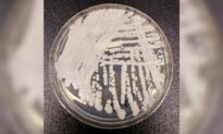 CDC Warns of Dangerous Fungal Infection Spreading Through US at ‘Alarming Rate’