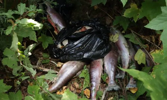 Poaching Fears as Fraser River Salmon Are Dumped to Rot, Even as Returns Slump