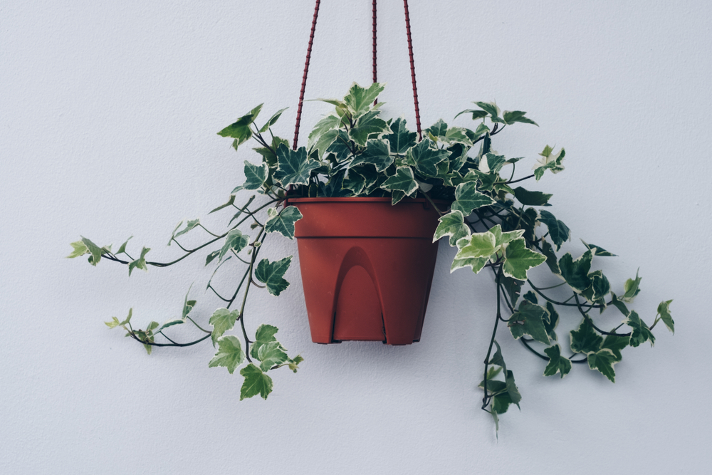English,Ivy,Plant,In,Pot