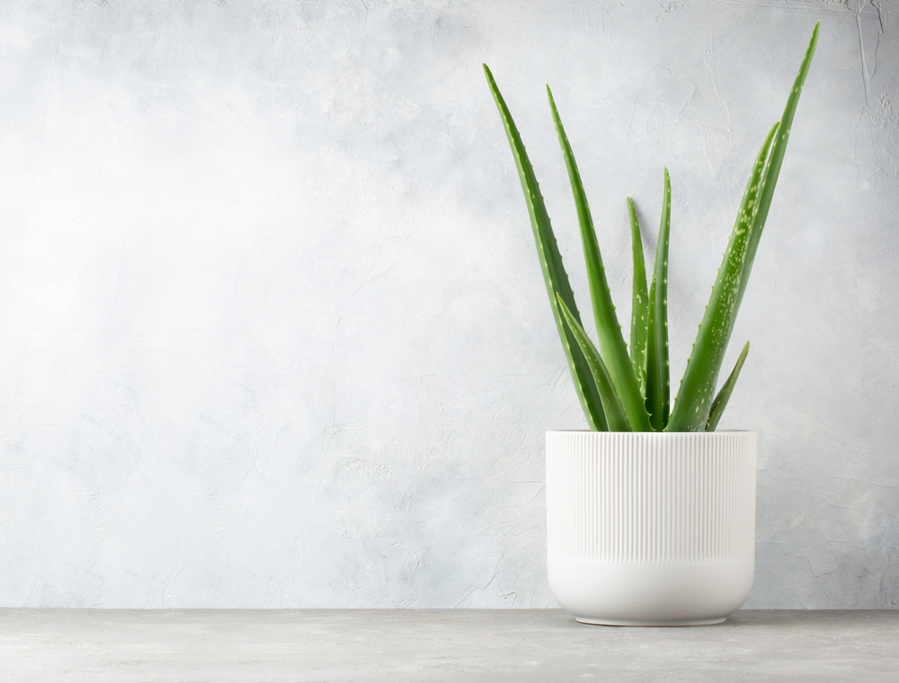 Aloe,Vera,In,A,Flowerpot,On,Grey,Table,And,Grunge