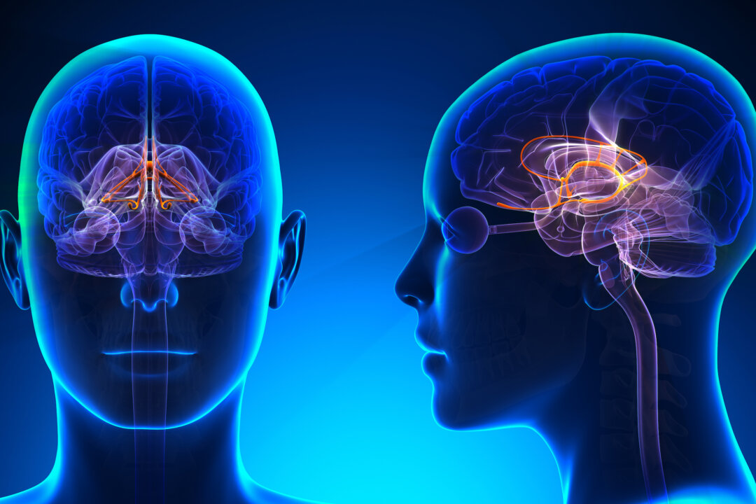 (decade3d - anatomy online/shutterstock)