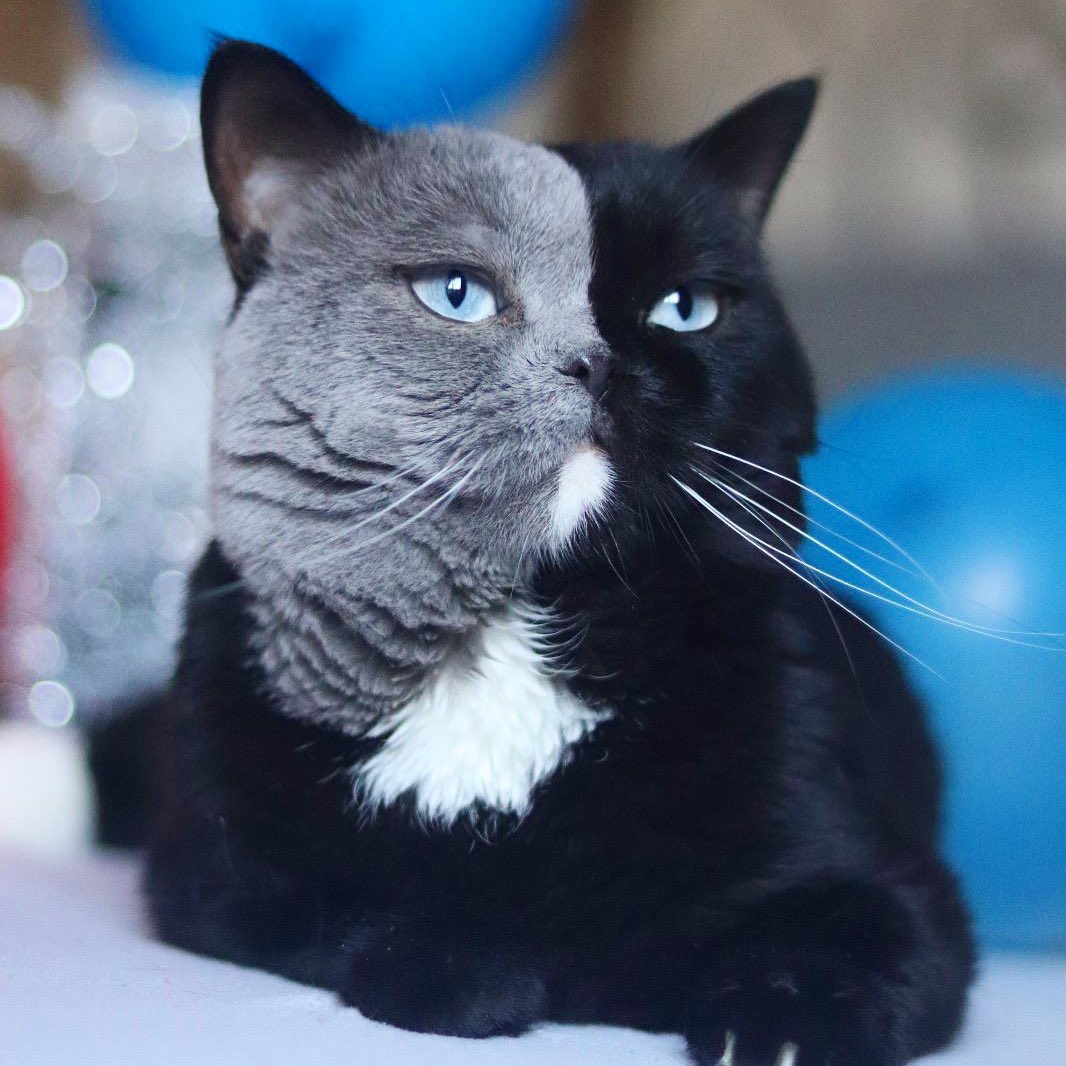 Narnia, the two-faced cat