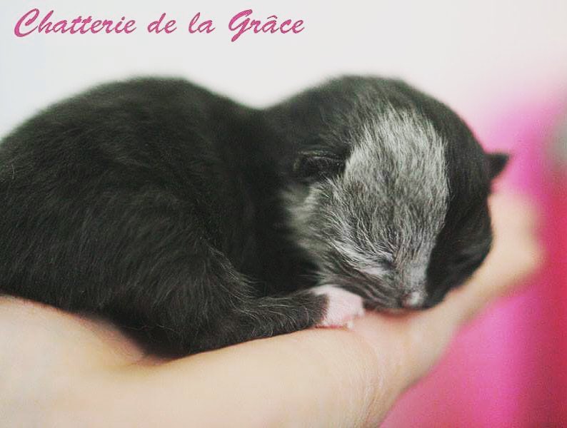 Duo, a Tiny Black Kitten Born With 2 Faces, is Stealing Hearts