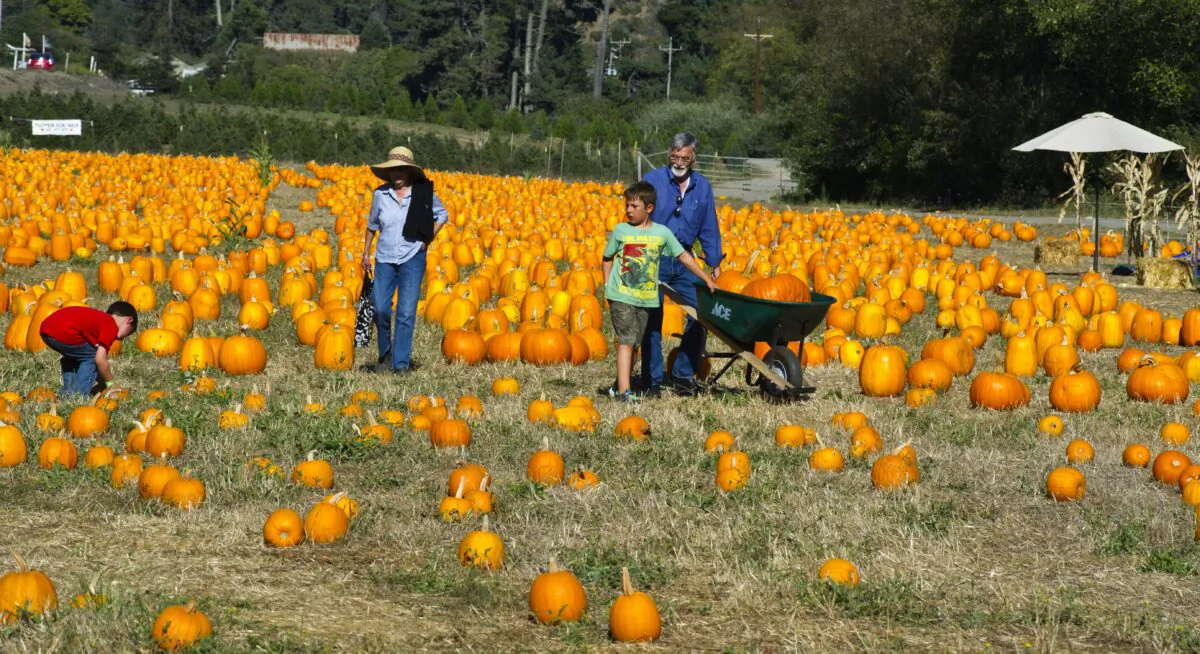 Half Moon Bay pumpkin patch. (Vito Palmisano)