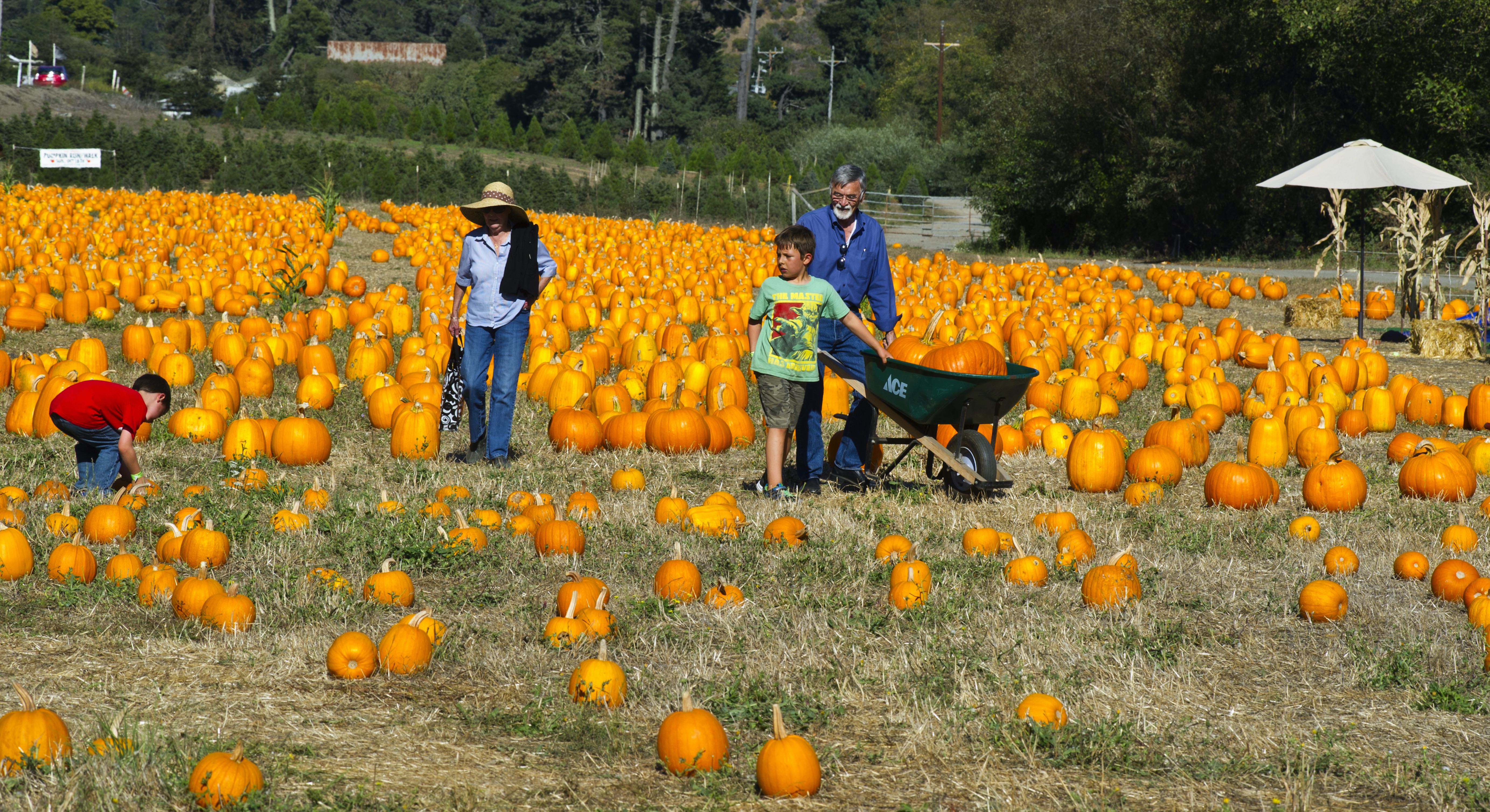 numerous pumpkins in a field