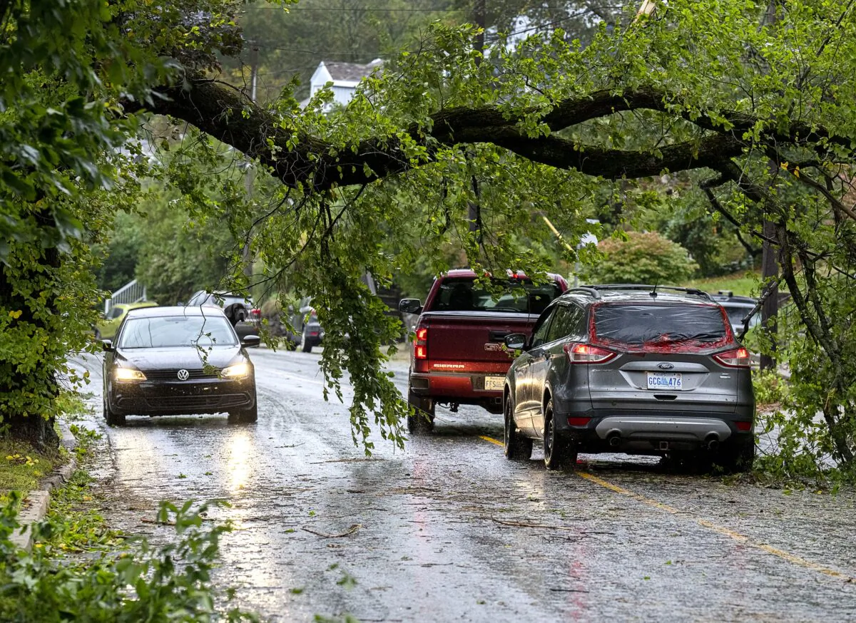 Vehicles pass under a fallen tree in Dartmouth, Nova Scotia, as post-tropical storm Fiona hit the province in the early hours, knocking out power and disrupting travel across the region, on Sept. 24, 2022. (The Canadian Press/Andrew Vaughan)