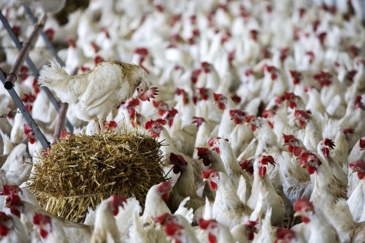 Some of the 18,000 Lohmann Classic laying hens of the Gallipool Frasses farm in the stalling area ahead of a vote to ban factory farming in Les Montets, Switzerland, on Sept. 16, 2022. (Denis Balibouse/Reuters)