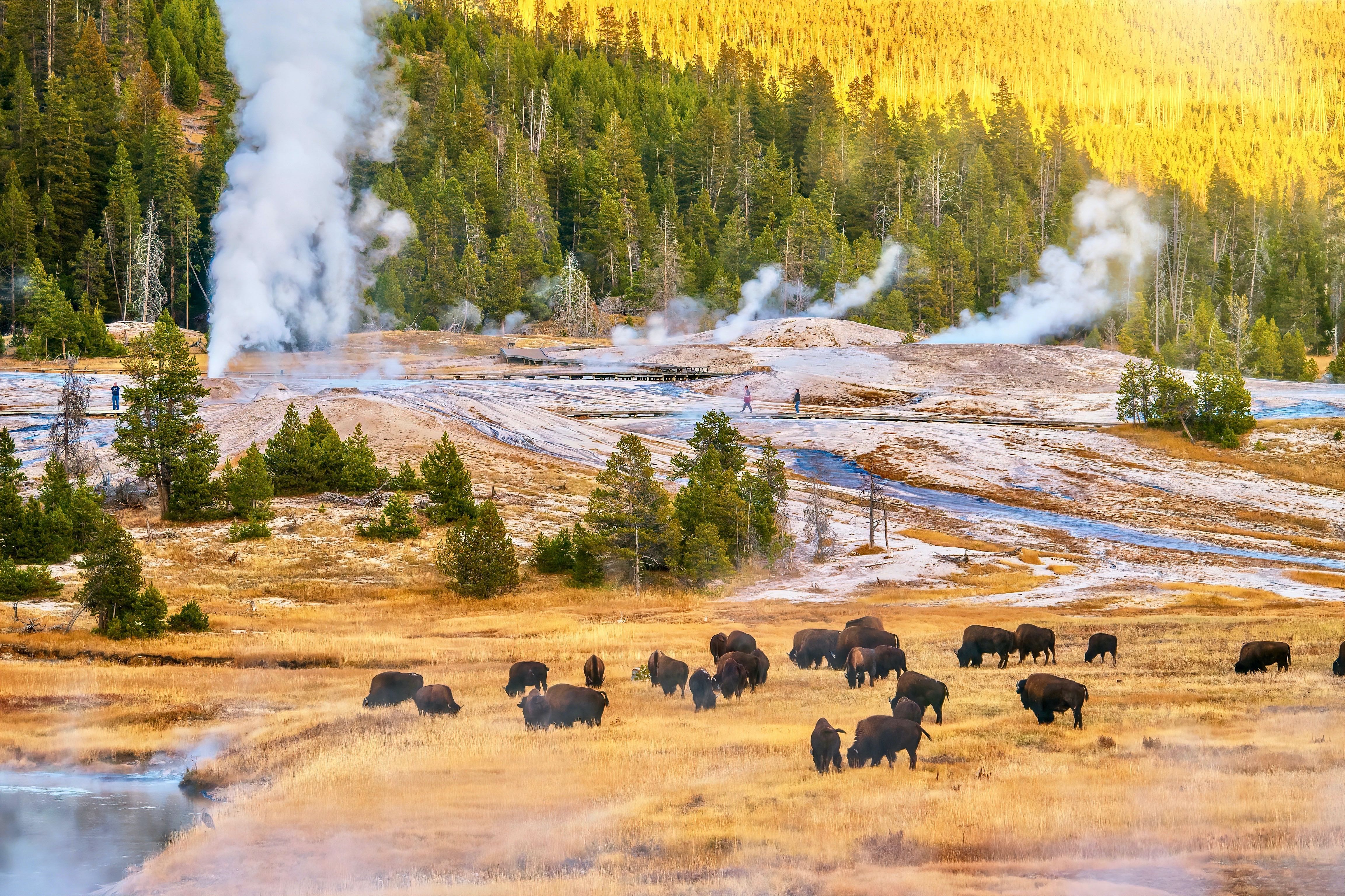 A herd of bison grazing during sunset at the Upper Geyser Basin in Yellowstone National Park.