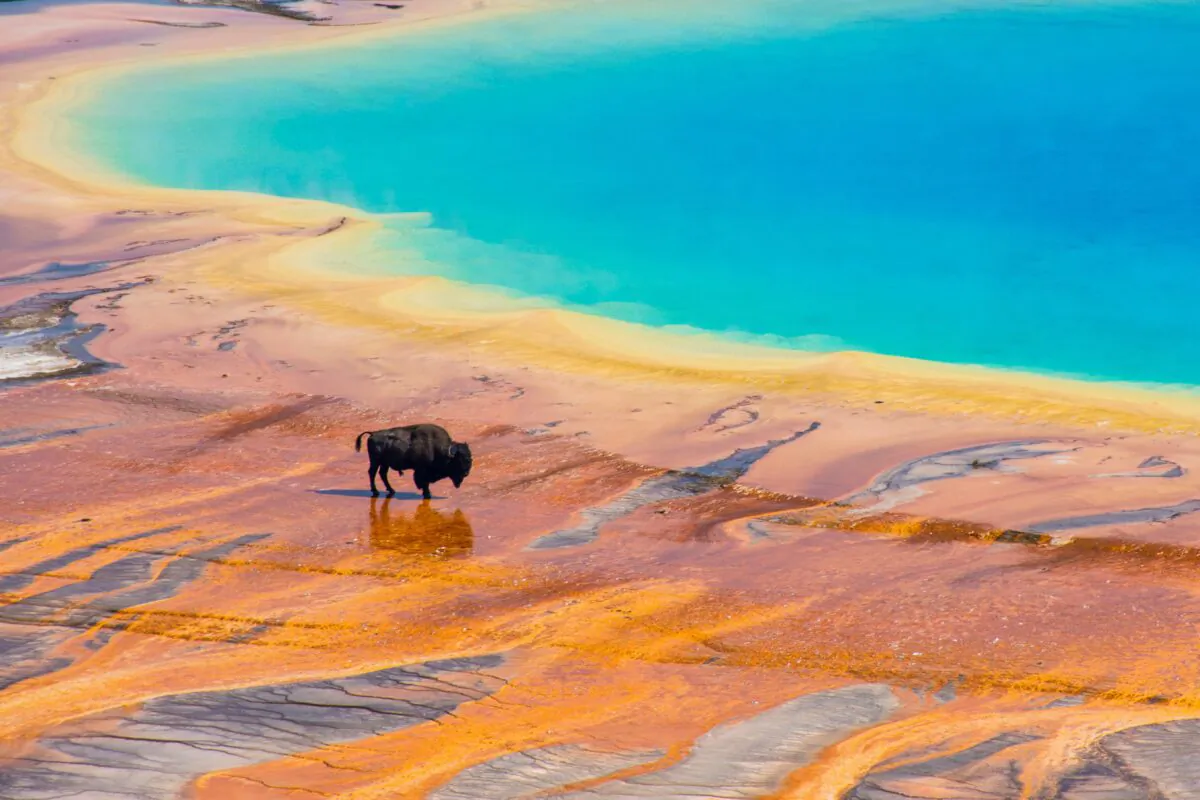 Bison crossing the Grand Prismatic Spring, Yellowstone National Park, USA. (MeganBrady/Shutterstock)
