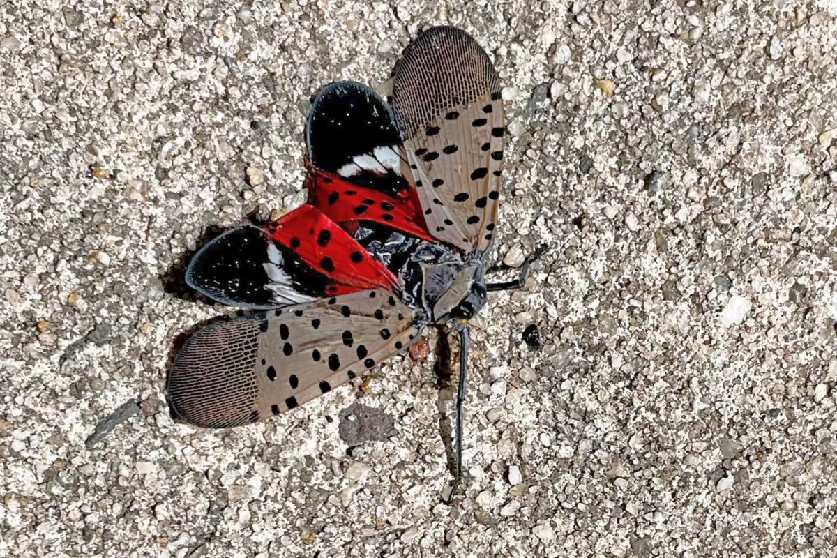 This photo shows a Spotted Lanternfly, in Long Branch, N.J., Aug. 7, 2022. (The Canadian Press/AP-HO, Heide Estes)