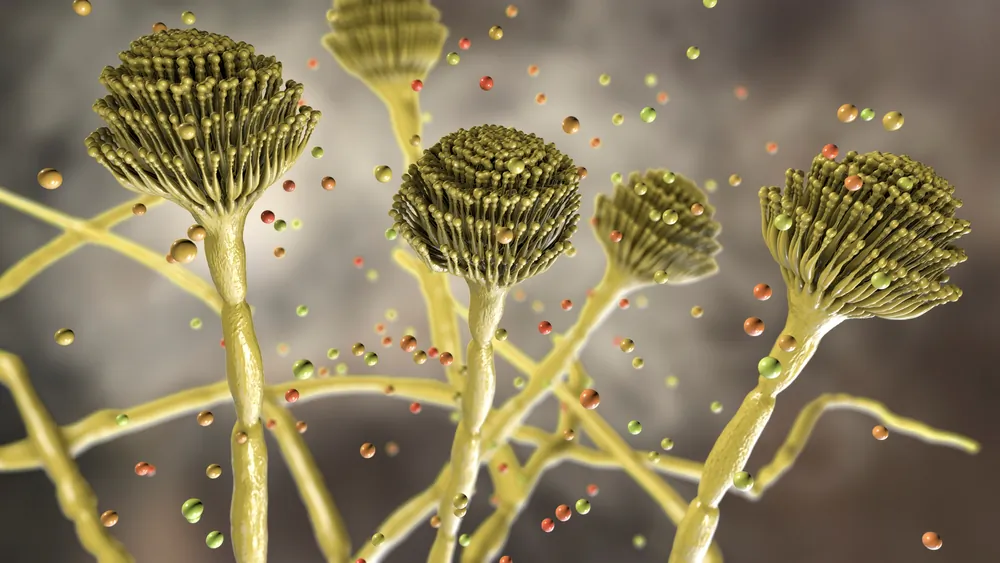 Black mold. (Shutterstock)