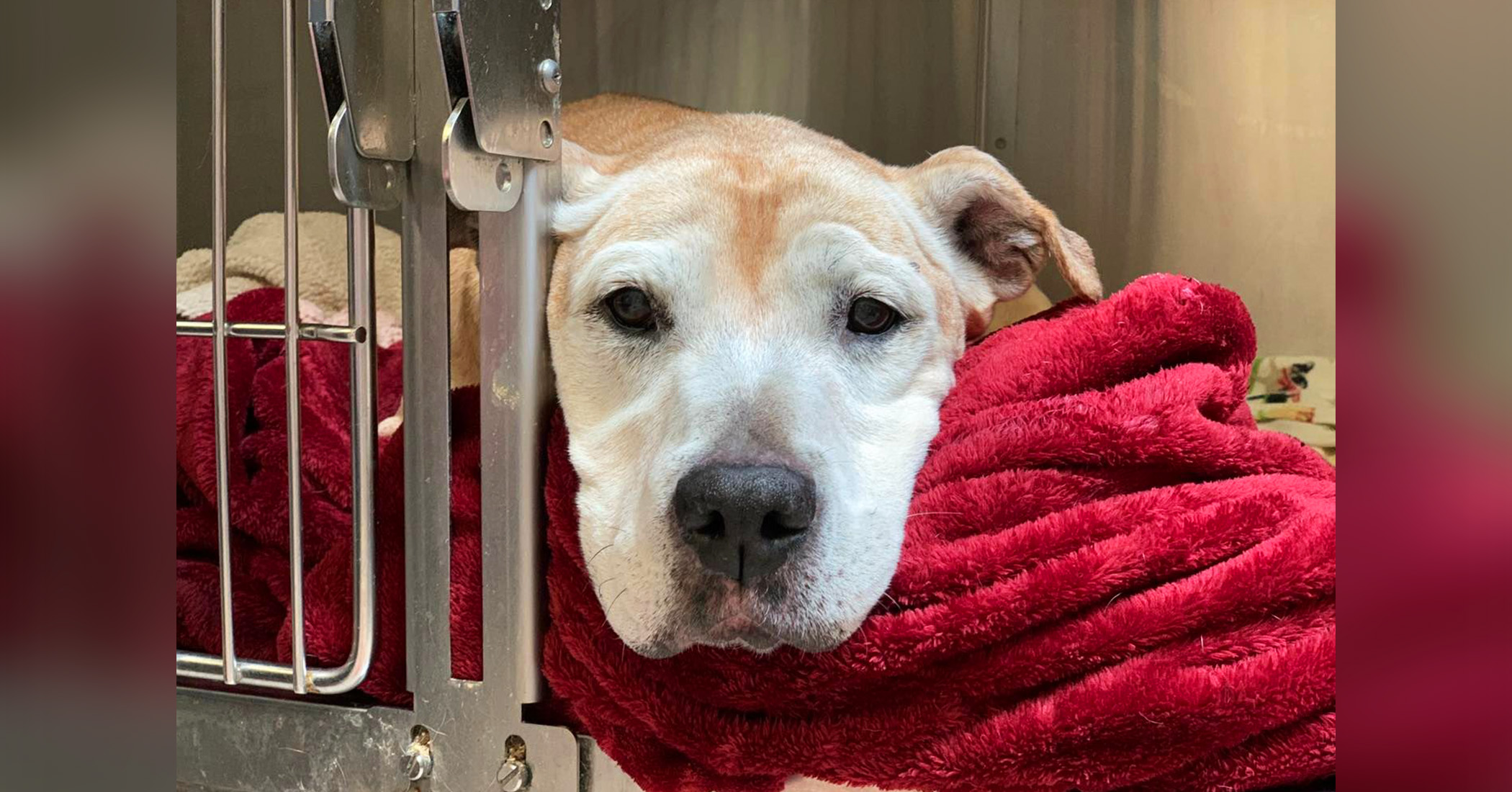 sad-senior-dog-was-left-to-be-put-down-then-a-vet-saw-her-photos-she