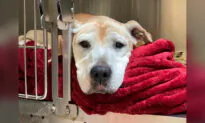 Sad Senior Dog Was Left to Be Put Down, Then a Vet Saw Her Photos: ‘She Was Mostly Depressed’