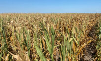 Droughts, Ukraine War Push Global Grain Stocks Toward Worrying Decade Low