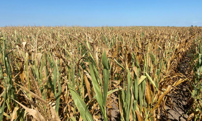 2022 年 8 月 22 日，内布拉斯加州南斯县的玉米与干旱作斗争。（Karen Braun/路透社）