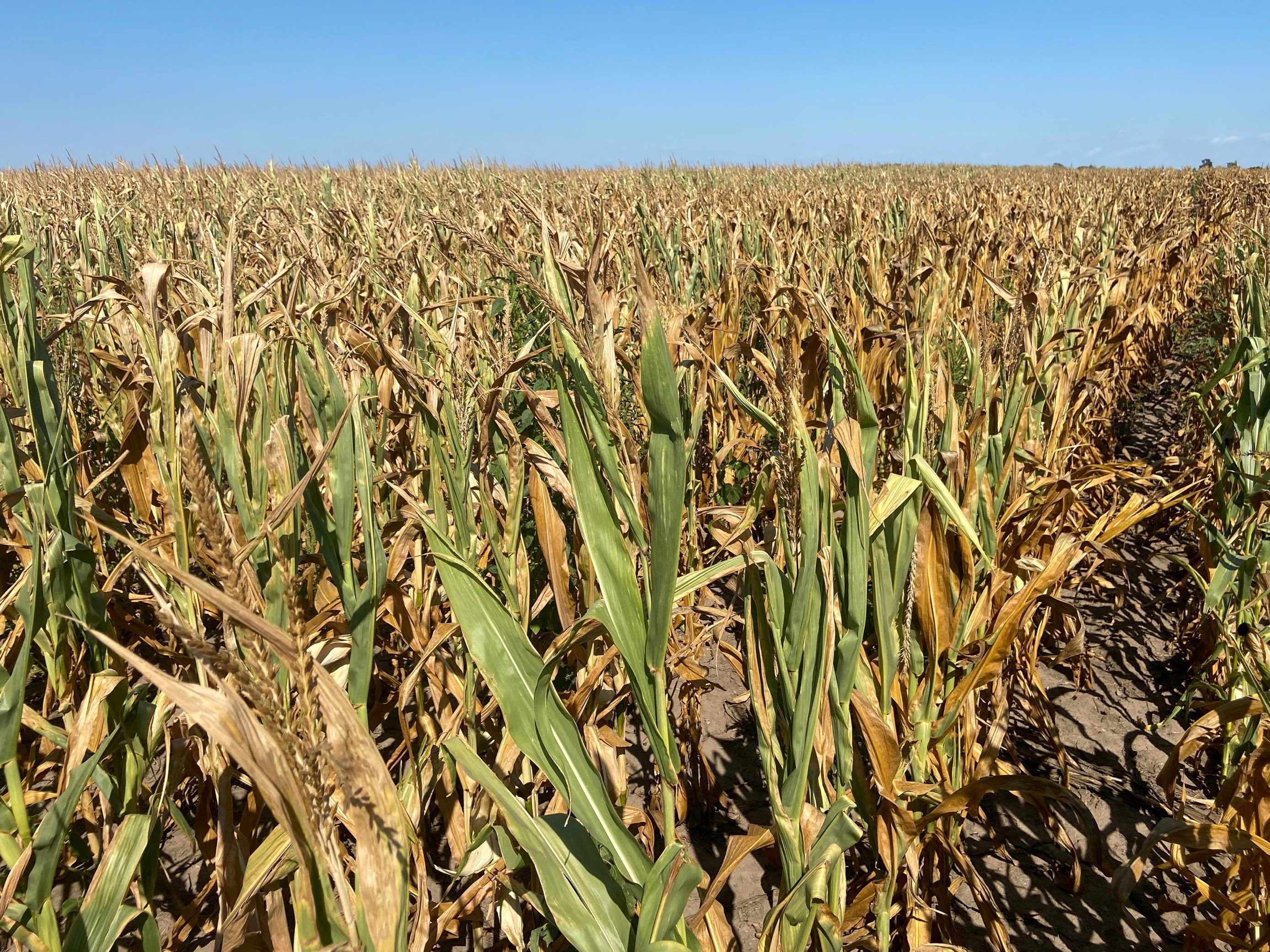 Droughts, Ukraine War Push Global Grain Stocks Toward Worrying Decade Low - Vimarsana News