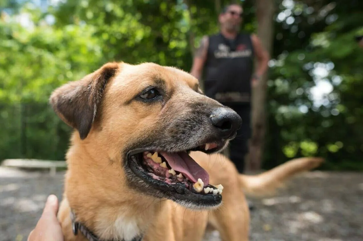 Gibson, a rescue from Afghanistan, is photographed at No Dogs Left Behind in Toronto on June 29, 2022. (The Canadian Press/Tijana Martin)