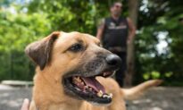 Canada to Close Borders to Dogs From More Than 100 Countries Over Rabies Concerns