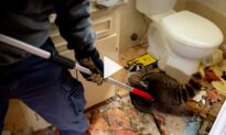 Crashing Through Ceiling, Mama Raccoon Got Rescued and Reunited With Her Four Babies