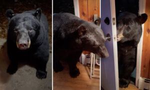 VIDEO: New Jersey Woman Asks Intruding Bear to Close the Door for Her, and the Friendly Beast Does