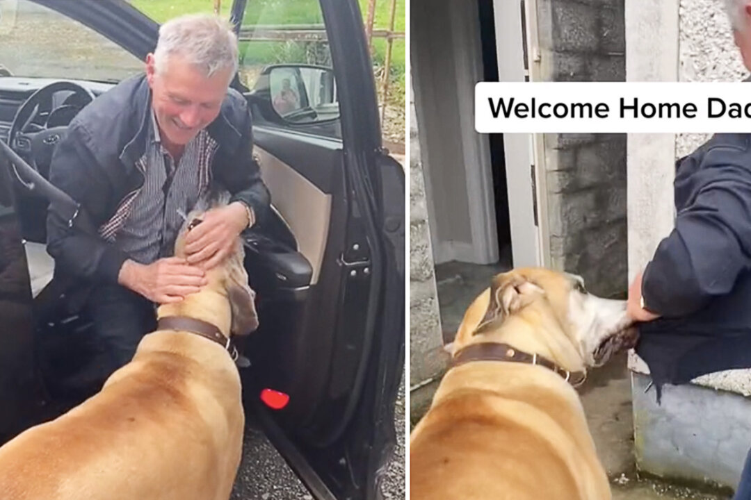 A Real-Life Scooby-Doo: This Great Dane Loves Stealing His 67-Year-Old ...