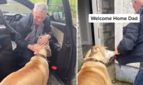 A Real-Life Scooby-Doo: This Great Dane Loves Stealing His 67-Year-Old Owner’s Jackets