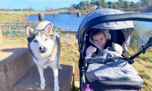 Husky That Loved Sleeping on Pregnant Owner’s Bump Shares Special Bond With Her Baby