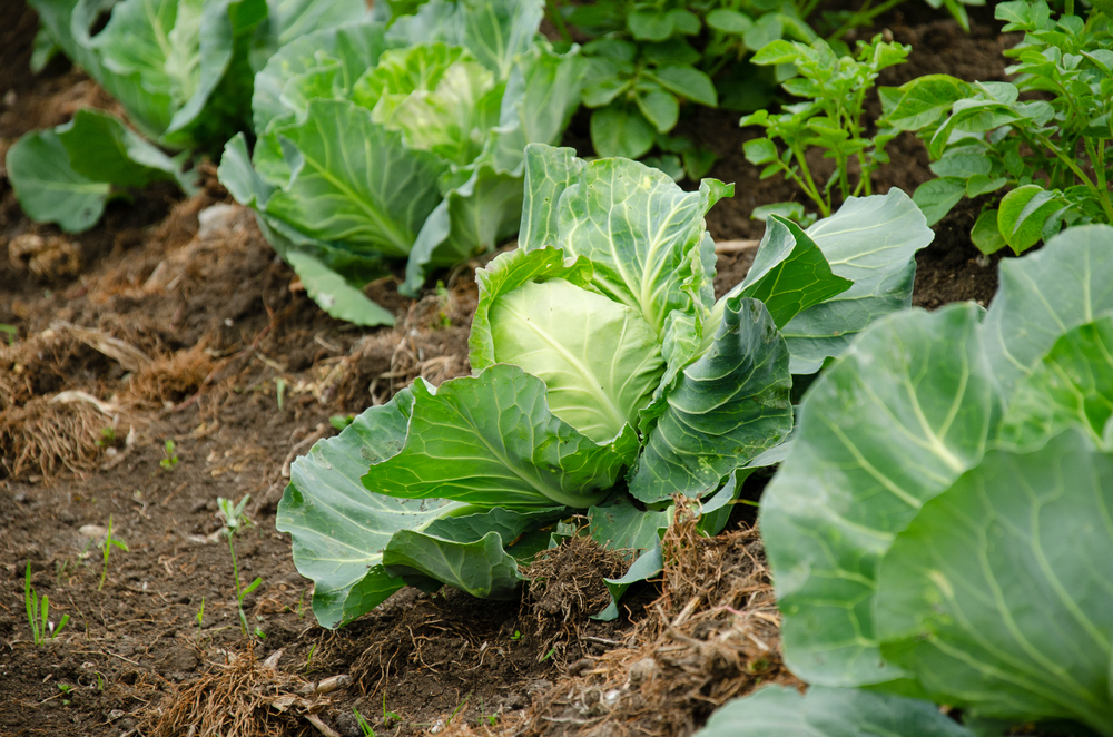 Fresh,Cabbage,From,Farm,Field.,View,Of,Green,Cabbages,Plants.non-toxic