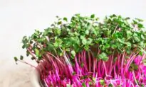 How to Grow Microgreens and Sprout Seeds Indoors for Fresh Nutrition Year-Round